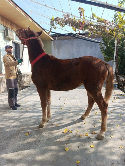 Той сотилади срочна