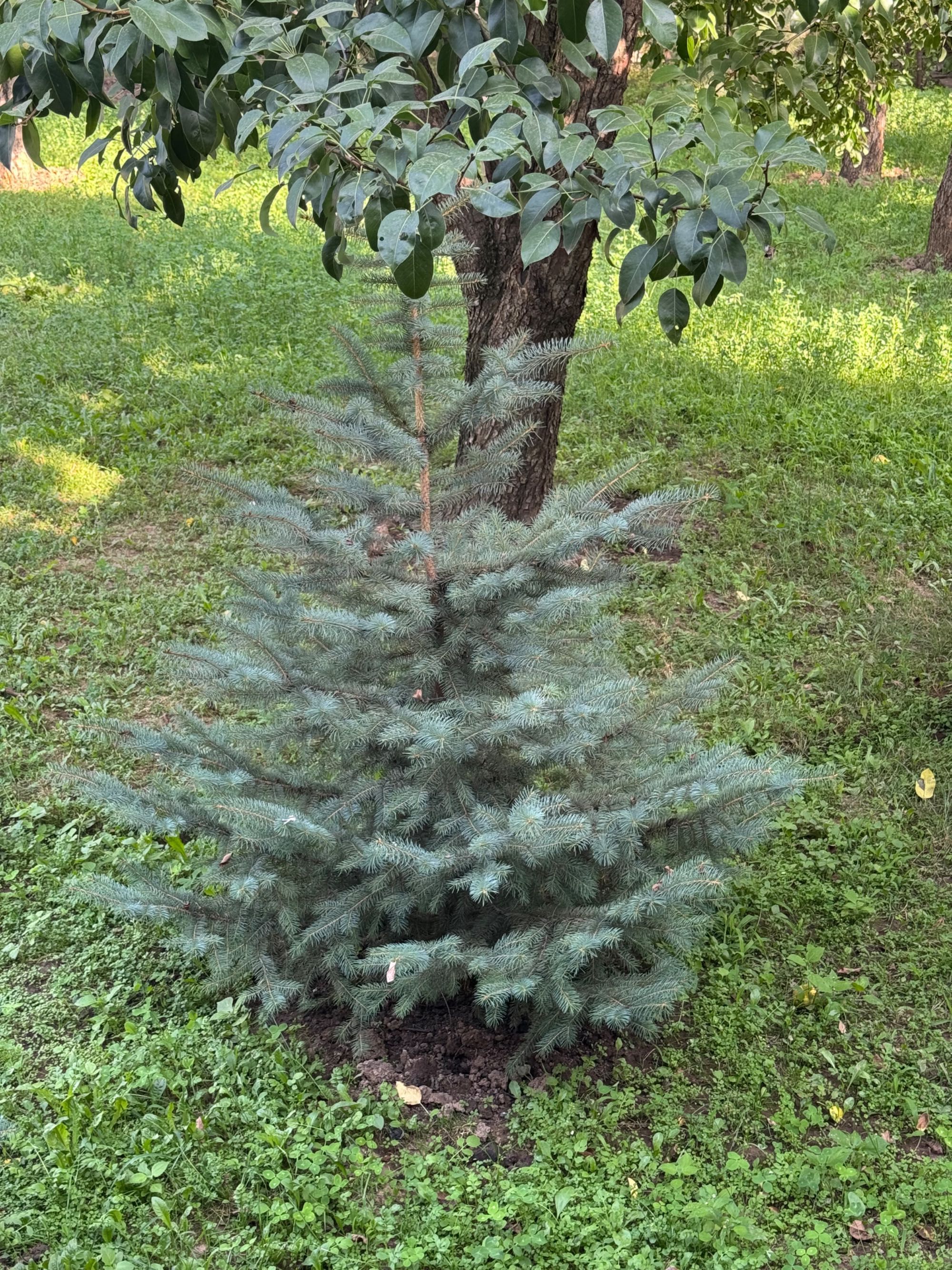 Продаётся ель 2 штуки