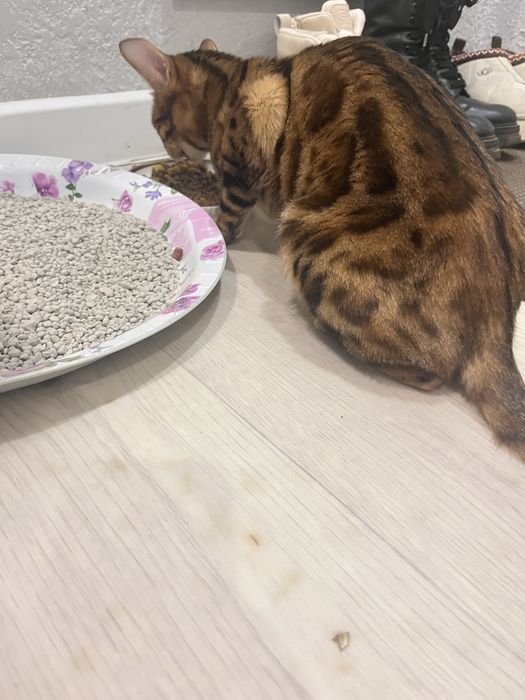 Бенгальская кошка