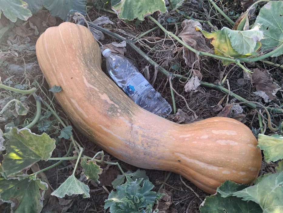 Продавам тиква цигулка,бяла и пъпешова 1 лев за кг.