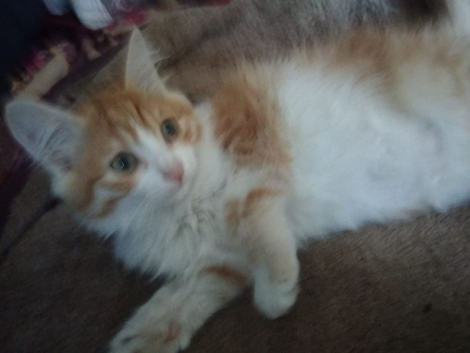 Шустрый ,игривый котёнок,мальчик.