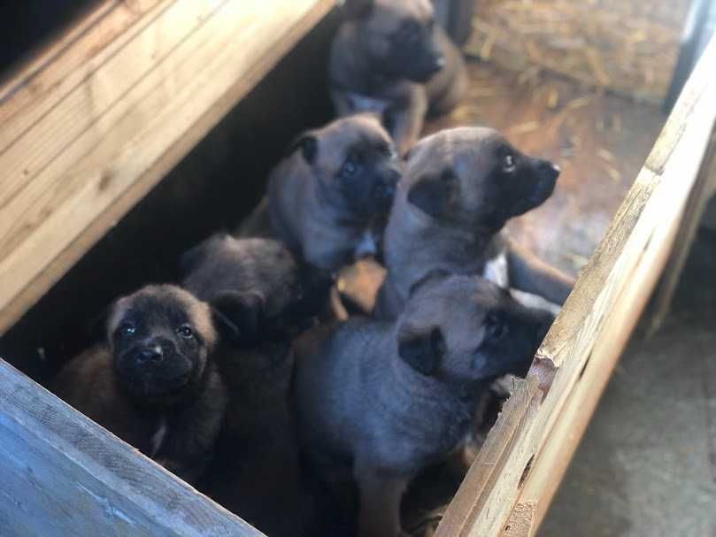 ciobanesc belgian malinois