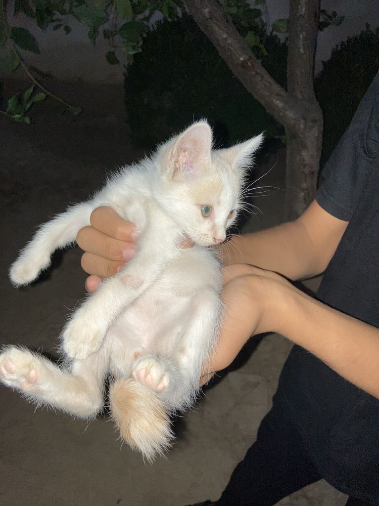 mushu damashni qz bola shóx soglom