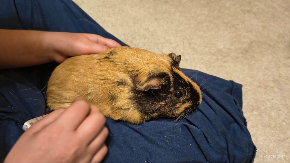 Capibare donatie