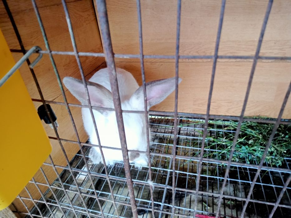 Vând iepuri californieni