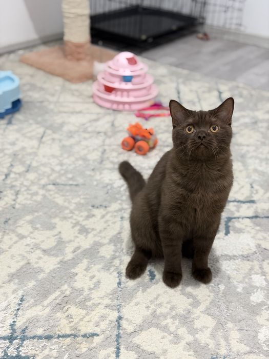 Мушук зотли котики