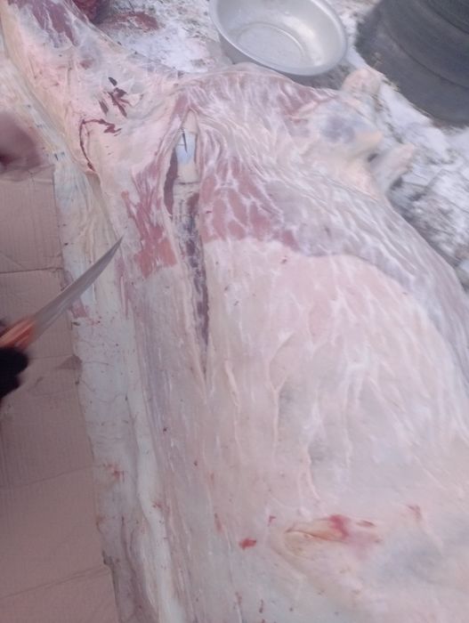 Соғым одна часть нога