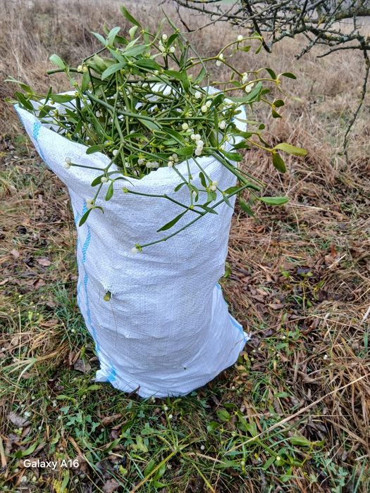 Vindem vsc la sac la legături în angro transport gratuit