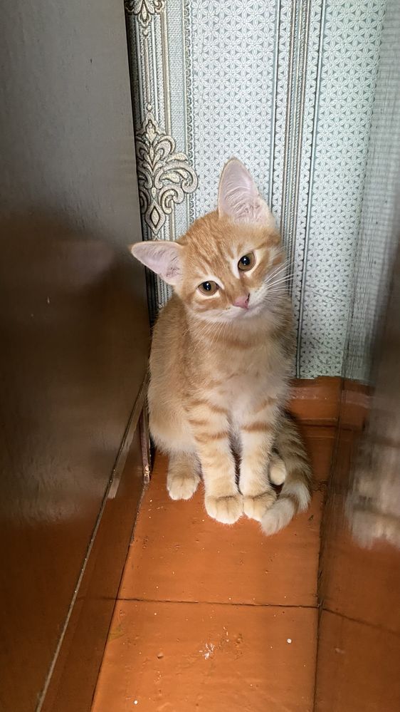 Отдам котенка мальчика