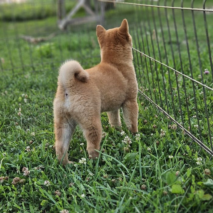 Baiat Shiba inu Pedigree