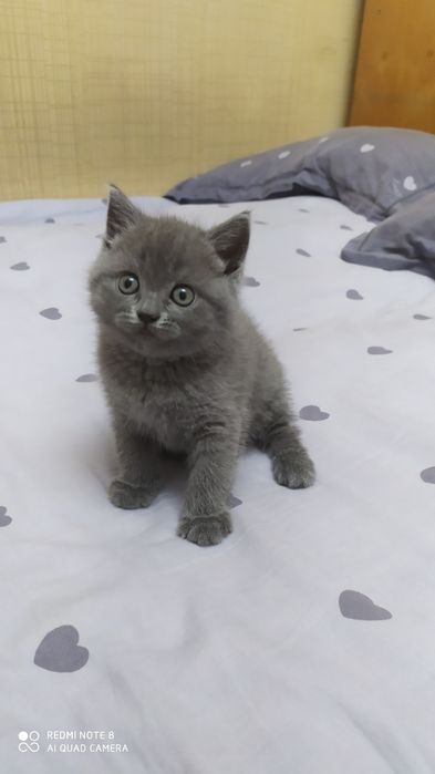 Шотландский котёнок Страйт голубого окраса