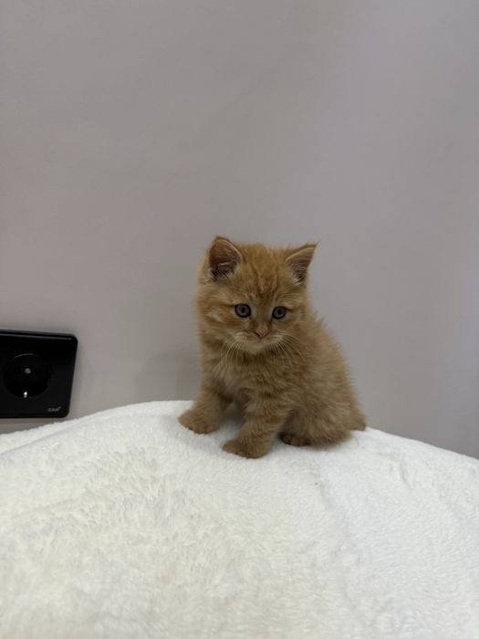 Шотландский котенок