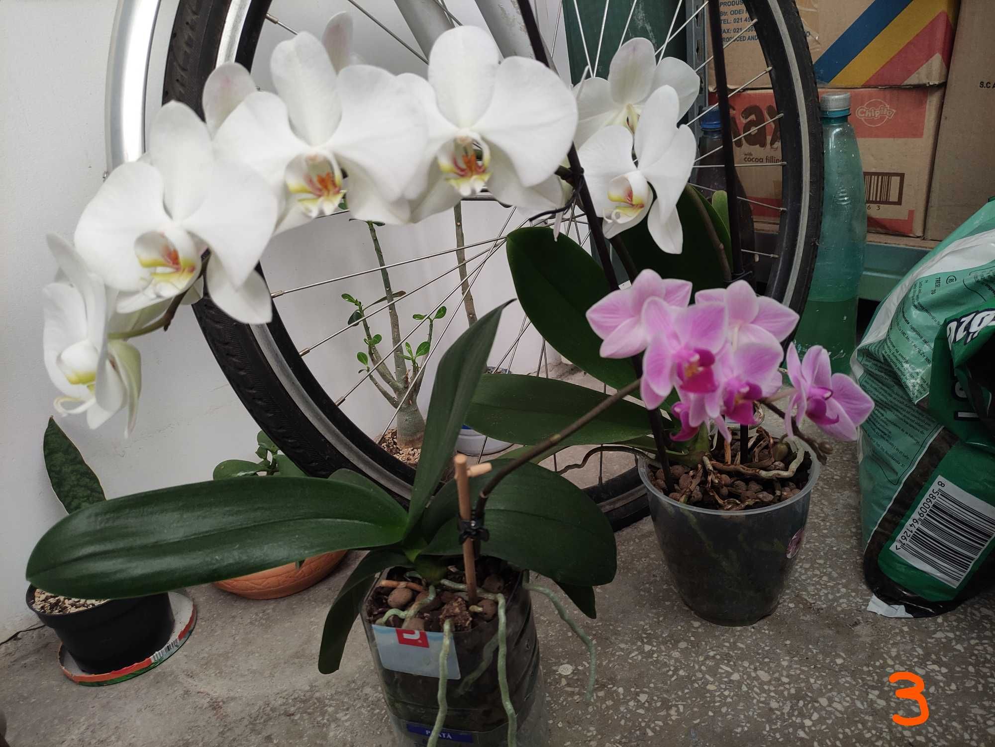 Orhidee phalaenopsis naturale