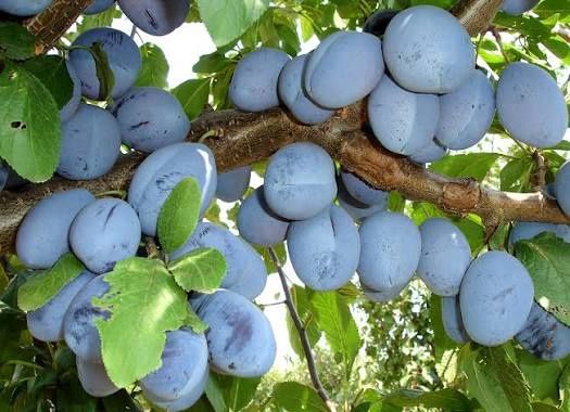 Pomi Fructiferi Stravechi Glia Stramoseasca (Soiuri De Prun )