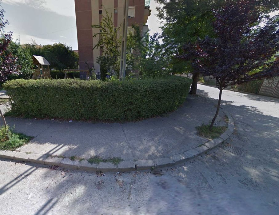 Gard Viu, Ligustrum Vulgare ( Fire de gard Viu )