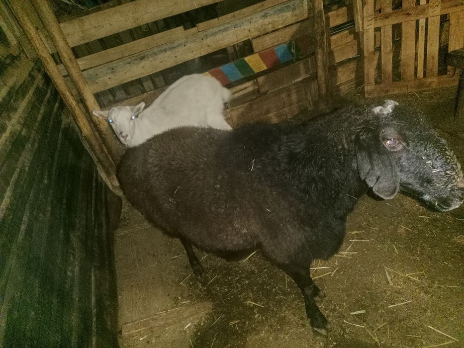 Койлар  сатылады