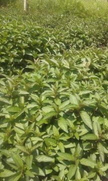 Menta calitate I