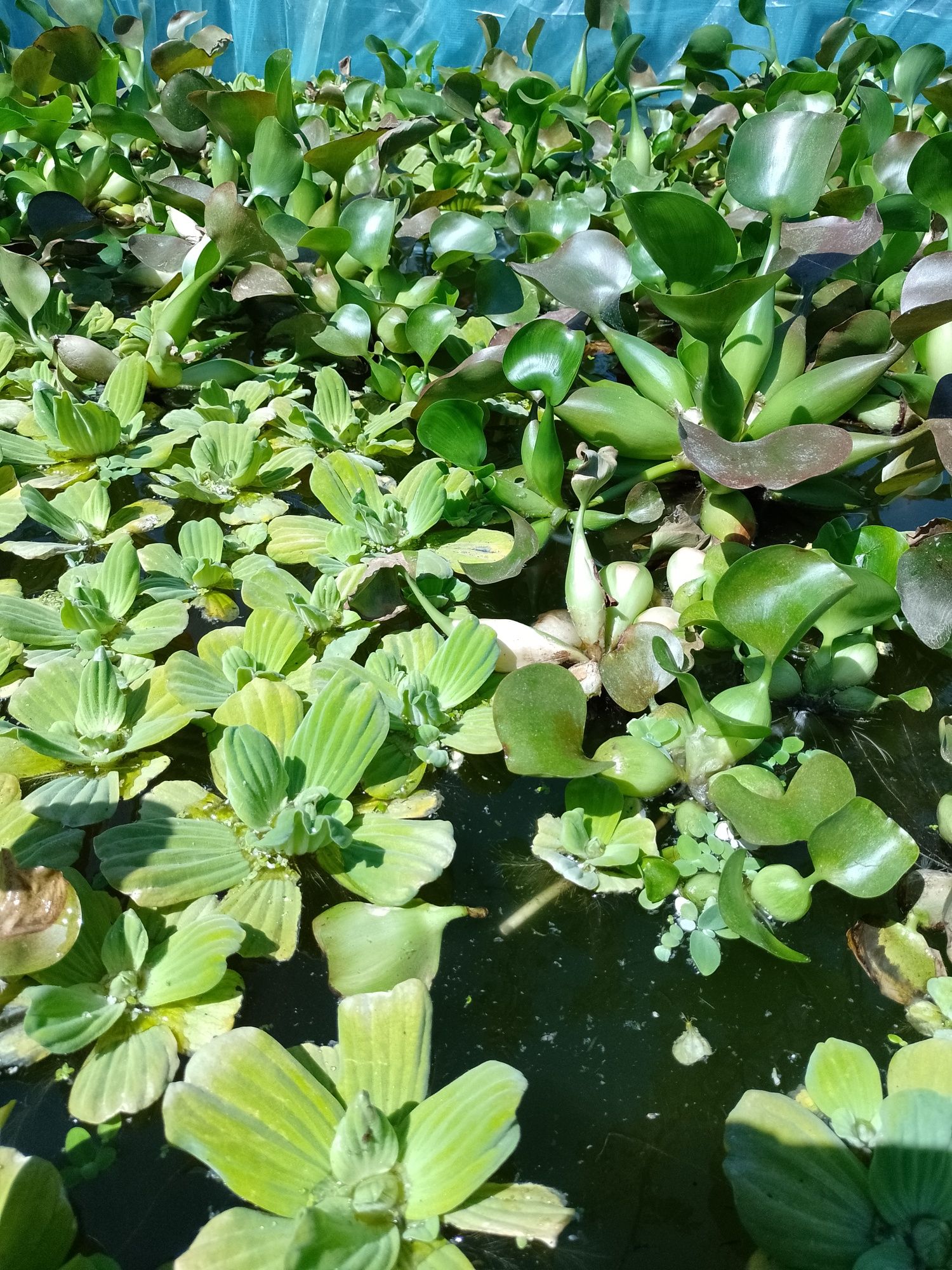 Zambile Amazoniene, Salata de Nil - Pistia, plante plutitoare , koi...