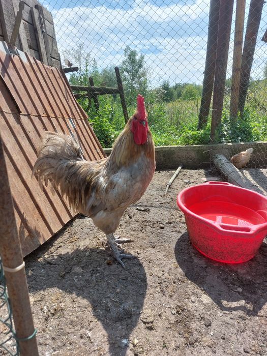 Cocosi Araucana, Australorp și Italian