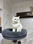British Shorthair 2 ani bs1133 cu pedigree