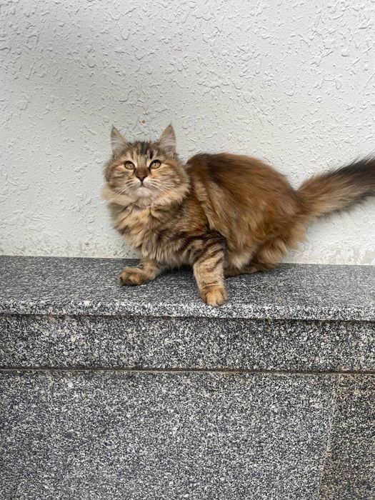 Отдам даром, Бесплатно в хорошие руки Бепул берилади