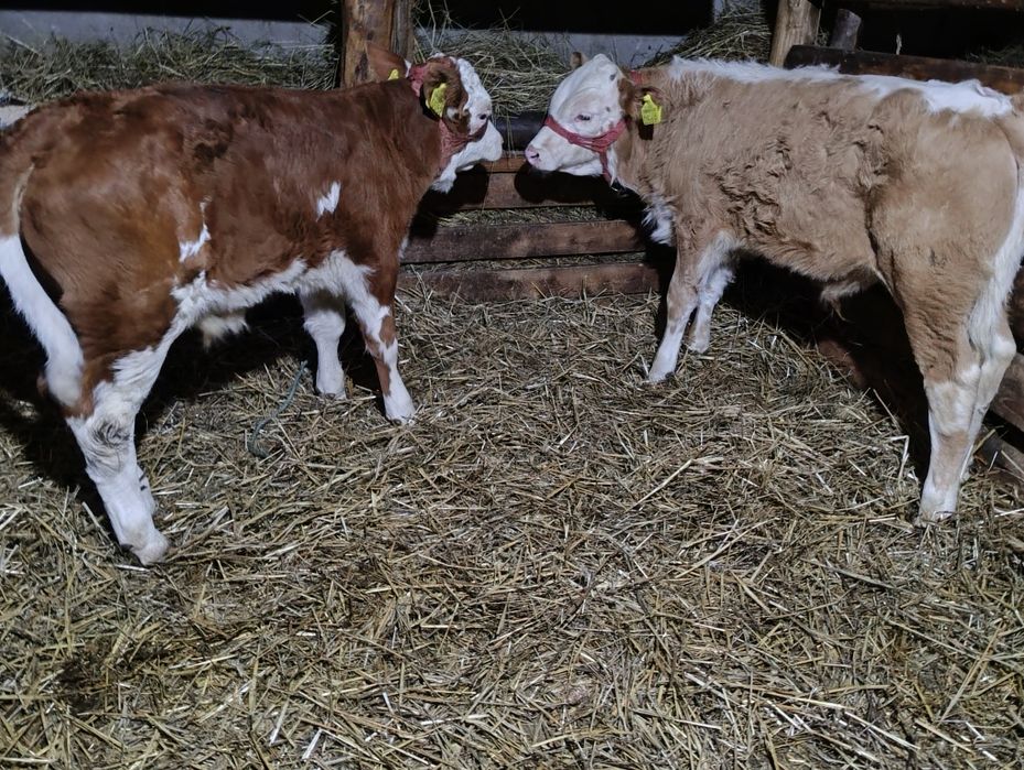 Vând tăurași bălțați