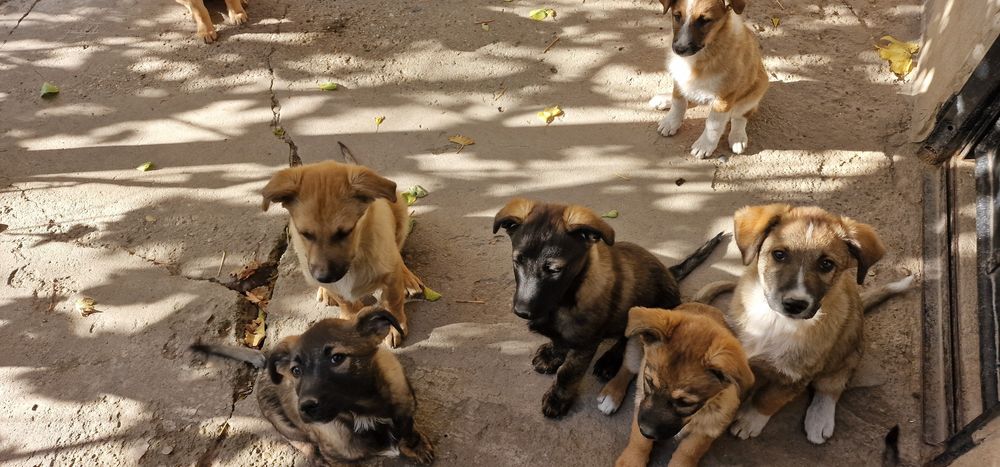 Donez catei, varsta approximativ 4 5 luni