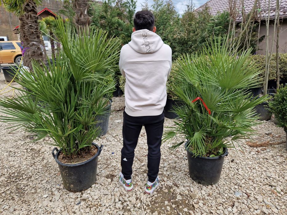 Maslin copacel olea europaea,yucca,palmieri,plante exotice ornamentale