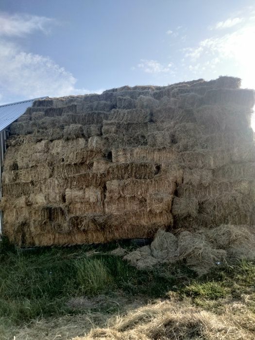 Vând baloți de fân