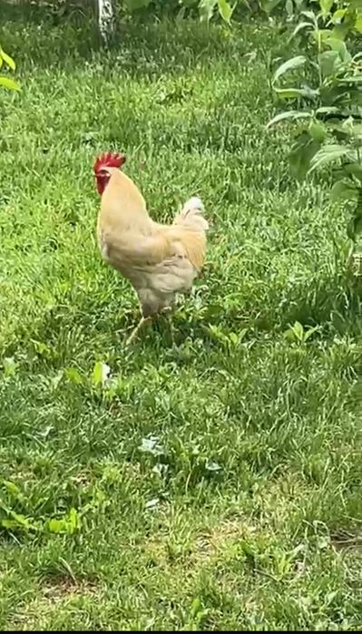 Vând găini sau schimb diferite rase