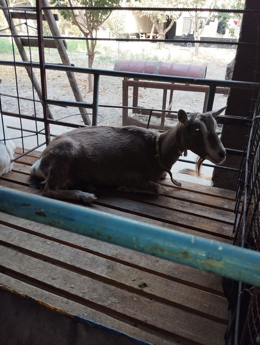 Сотилади эчки махсулотлари сути брынза катик доставка бор