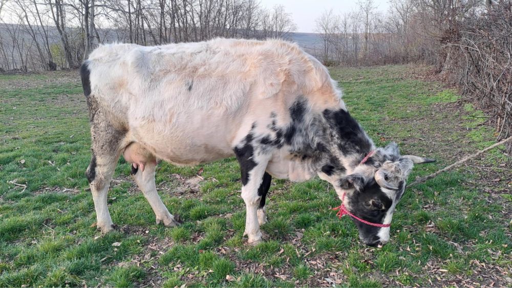 Vand vaca al 2-lea vitel