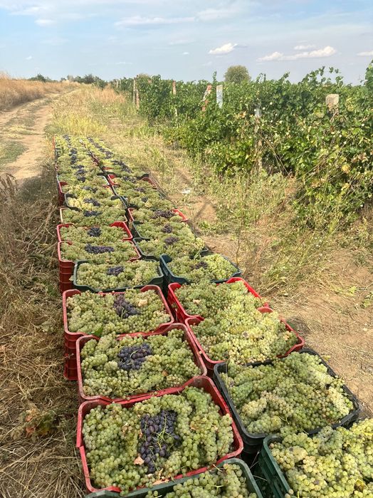 Strugurii de vin 2025 trasport în toată țara
