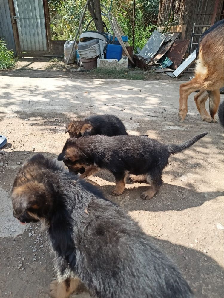 Щенки немецкой овчарки