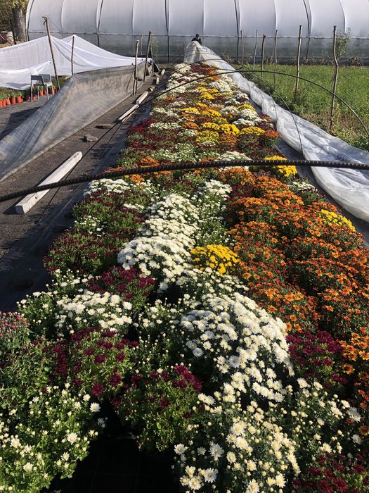 De vanzare crizanteme