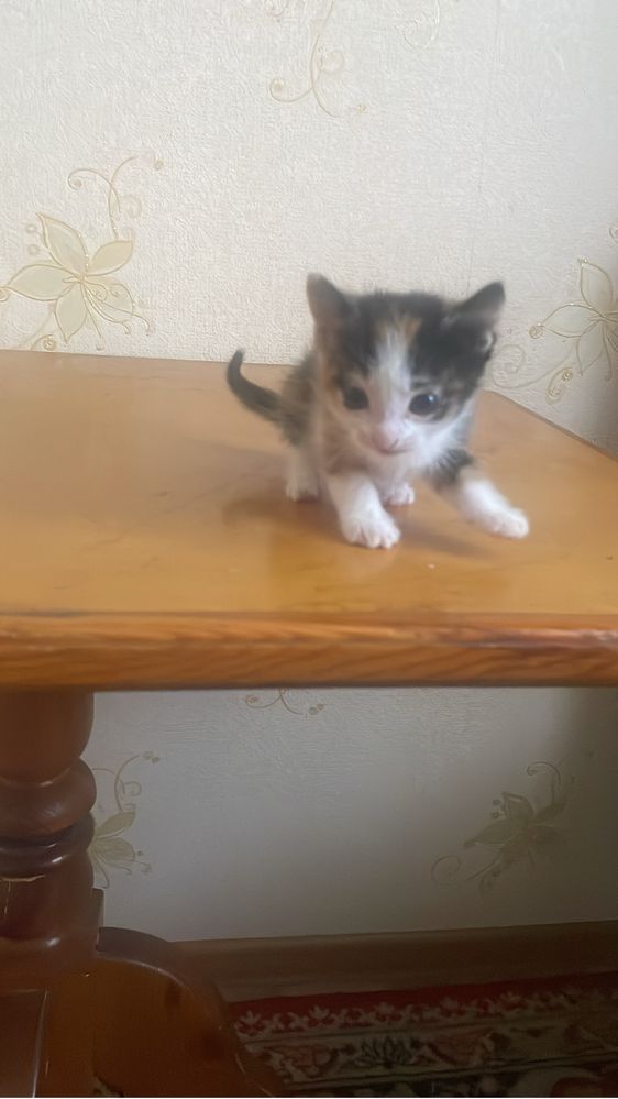 Котята 5 шт бесплатно