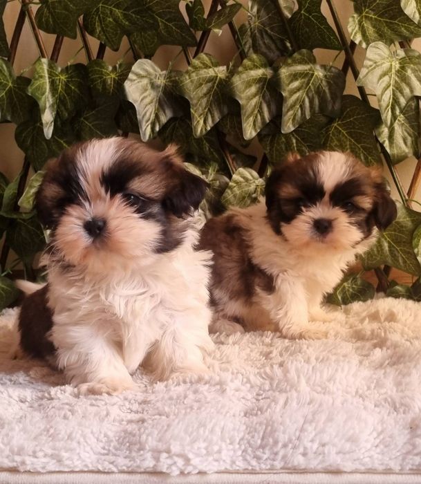 Ши Тцу Shih Tzuu