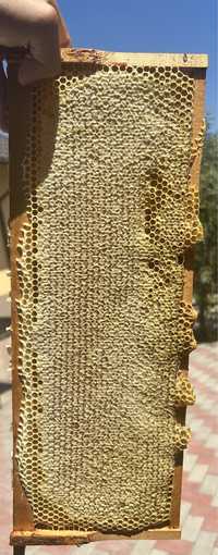 Miere de albine producție 2023