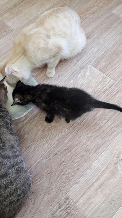 Подарите жизнь котенку