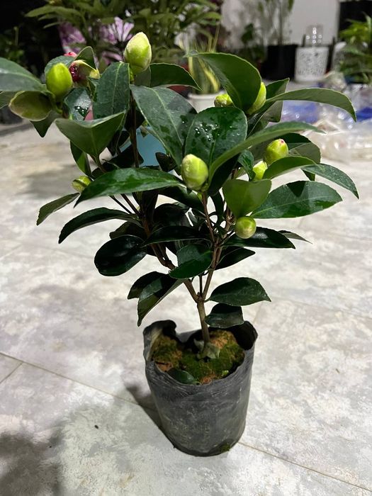 Камелия японская