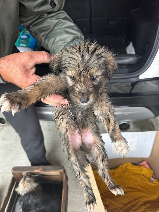 Donez cățeluși care au fost abandonați de stăpâni la marginea pădurii