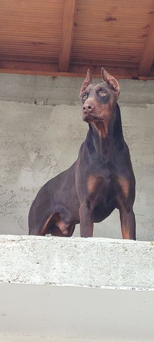 Продавам  цветни  родословни добермани