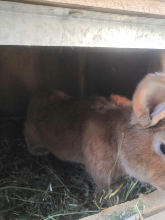 Куйон зотли эркак зотга