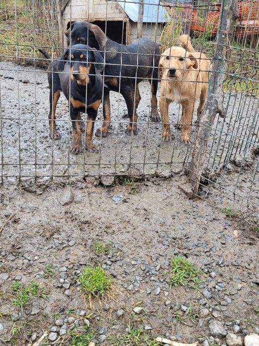 Câini de vânătoare