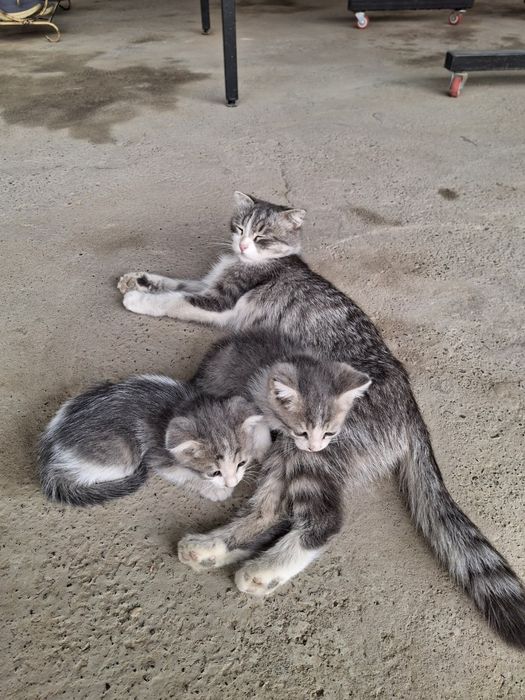 Shotlandskiy mushukchalar