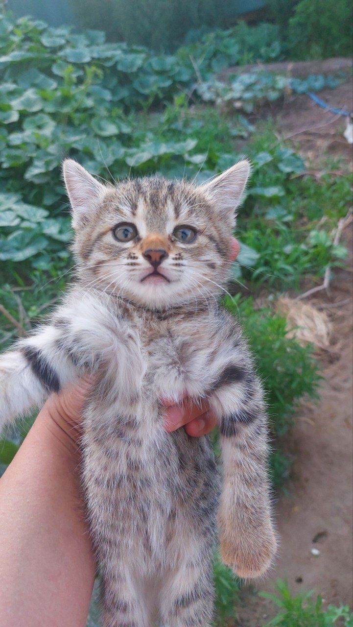 Здравствуйте отдам котят даром.