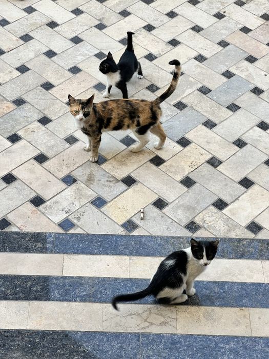 3 oylik mushuk bolalari