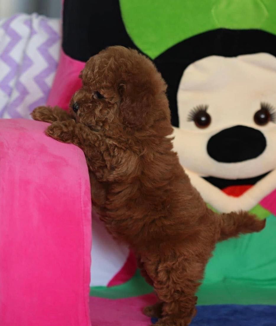 Пудел/Poodle toy/Пудел Той