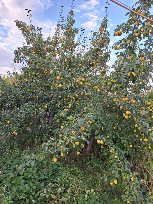 Продам дачу в Сортировке, общество Ромашка