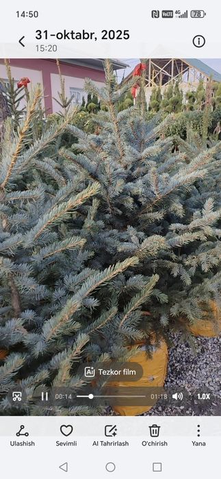 Галубой ель archa